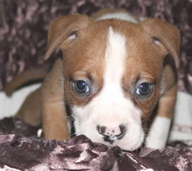 DDDawgs Queen of Hearts